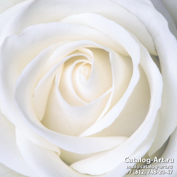 White roses 19